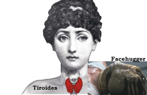 Tiroide 2